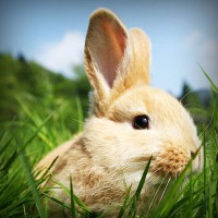 /album/gomik/photolia-a03-jpg/